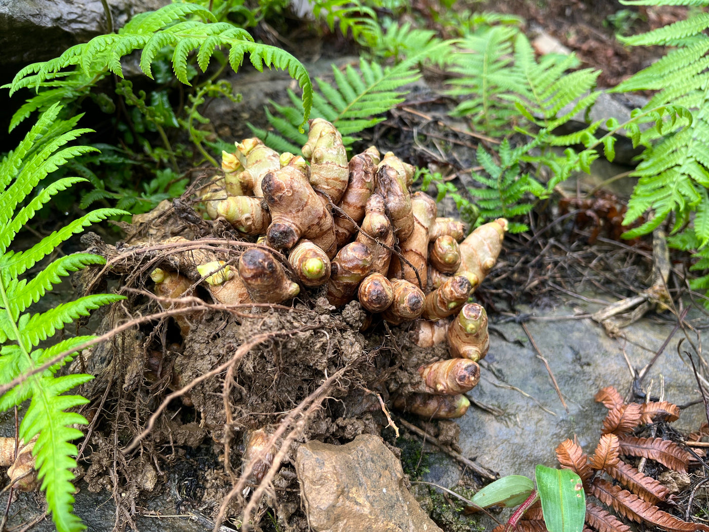 Wild ginger grows under ferns in nature.