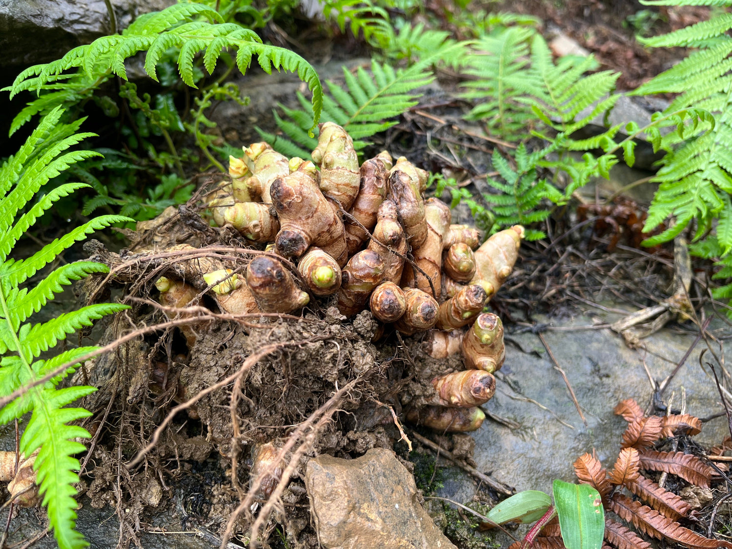Wild ginger grows under ferns in nature.
