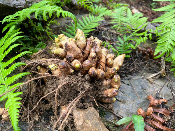 Wild ginger grows under ferns in nature.