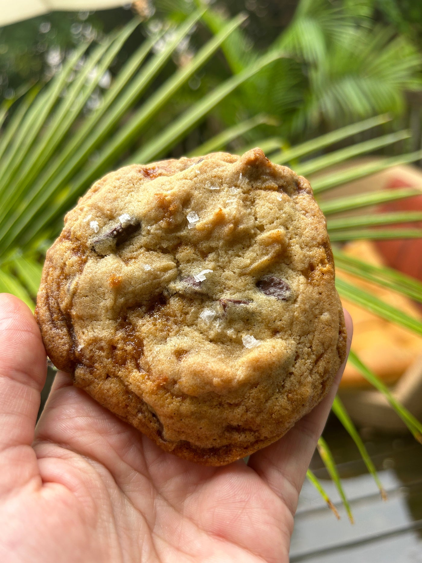 A person holds a chocolate chip cookie in their hand.
