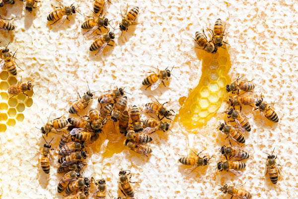 Honey bees on top of a large piece of honeycomb.