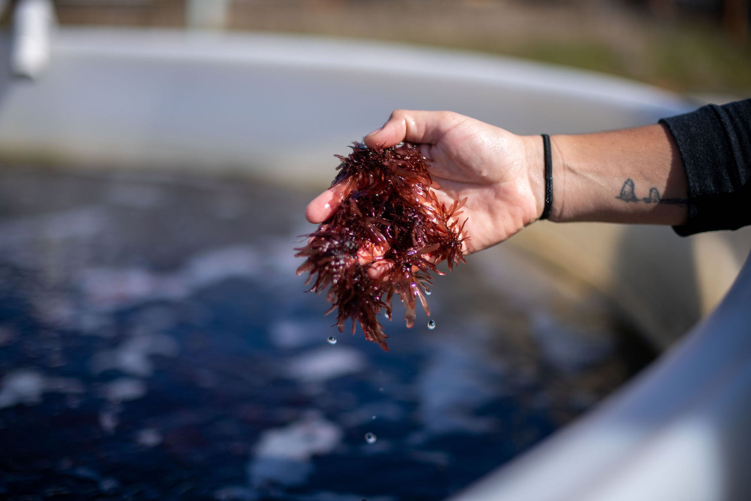 A person holds a handful of seaweed.