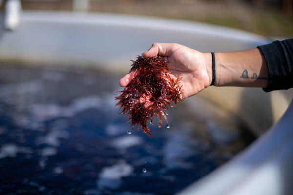 A person holds a handful of seaweed.