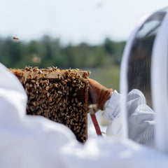 Back view of a beekeeper in a white outfit, lifting up a honeycomb frame, filled with bees