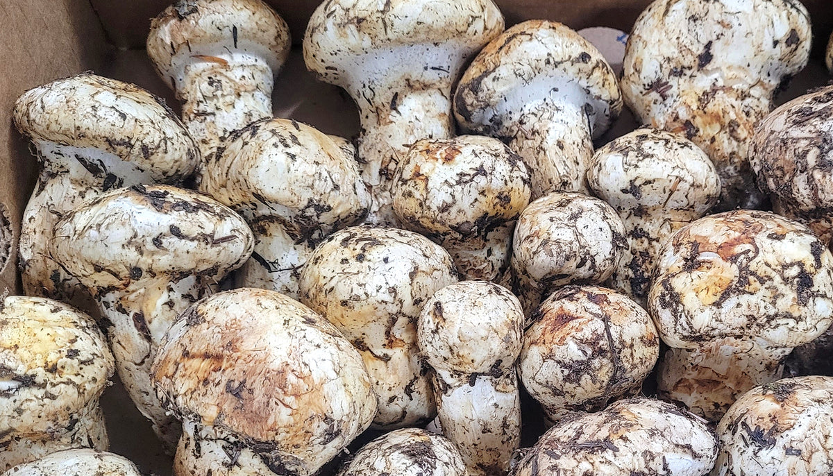 Matsutake Salt