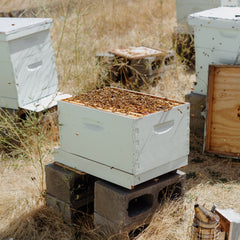 Beekeeping brood box at the Portland Riverfront location, with the top off and visible bees